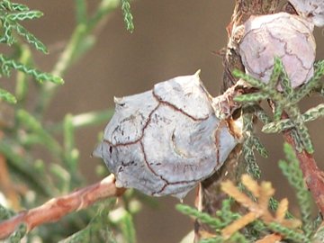 Cupressus arizonica